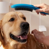 Душевая лейка Hansgrohe DogShower 26640540 для собак, бирюзовая