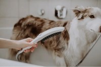 Душевая лейка Hansgrohe DogShower 26640700 для собак, матовая белая