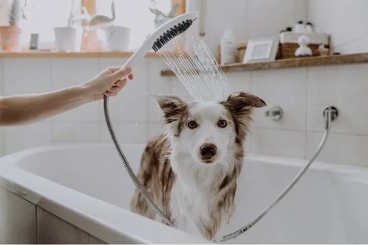 Душевая лейка Hansgrohe DogShower 26640700 для собак, матовая белая